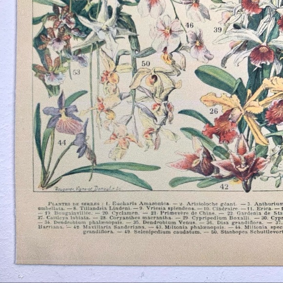 Adolphe Millot 1909 Fleurs Floral Print 2 of 5 - Picture 7 of 7